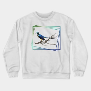 Golden-breasted Starling in Kenya / Africa - Birds Crewneck Sweatshirt